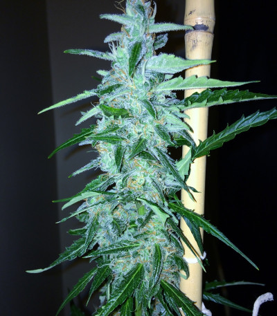2 Fast 2 Vast auto fem (Heavyweight Seeds) 2 Fast 2 Vast auto fem (Heavyweight Seeds) — изображение 3