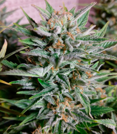 2 Fast 2 Vast auto fem (Heavyweight Seeds) 2 Fast 2 Vast auto fem (Heavyweight Seeds) — изображение 6