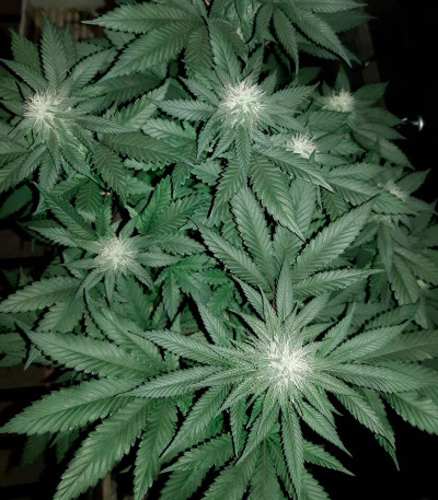 NHL Diesel (NYV Diesel) fem (Victory Seeds) NHL Diesel (NYV Diesel) fem (Victory Seeds) — изображение 3