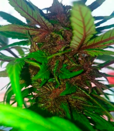 Семена сорта Auto Dark Purple fem (Delicious Seeds) Семена сорта Auto Dark Purple fem (Delicious Seeds) — изображение 3