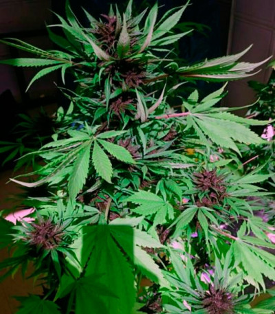 Семена сорта Auto Dark Purple fem (Delicious Seeds) Семена сорта Auto Dark Purple fem (Delicious Seeds) — изображение 4
