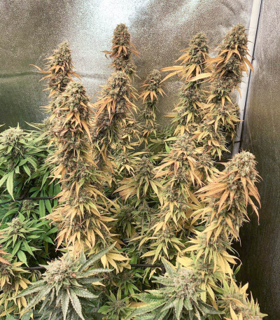 American Pie fem (Pyramid Seeds) American Pie fem (Pyramid Seeds) — изображение 3