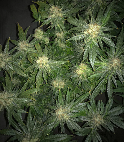 Семена сорта Anubis fem (Pyramid Seeds) Семена сорта Anubis fem (Pyramid Seeds) — изображение 3