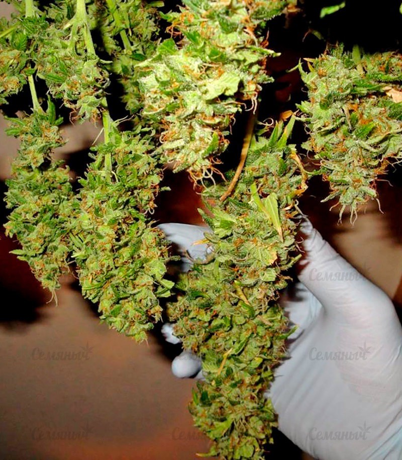 Семена сорта Sativa Champions Pack (Paradise Seeds) Семена сорта Sativa Champions Pack (Paradise Seeds) — изображение 5