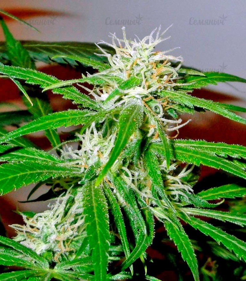 Семена сорта Sativa Champions Pack (Paradise Seeds) Семена сорта Sativa Champions Pack (Paradise Seeds) — изображение 8