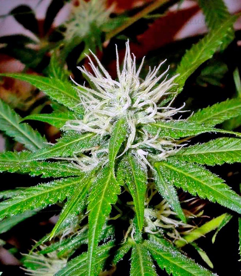 Семена сорта Sativa Champions Pack (Paradise Seeds) Семена сорта Sativa Champions Pack (Paradise Seeds) — изображение 9