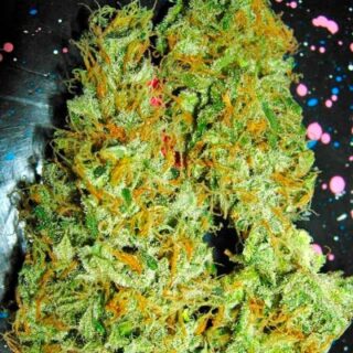 Семена сорта Aurora Indica regular (Nirvana Seeds) Семена сорта Aurora Indica regular (Nirvana Seeds)