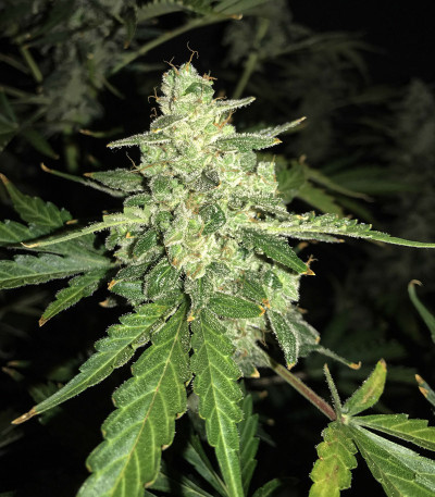Семена сорта Auto Anesthesia fem (Pyramid Seeds) Семена сорта Auto Anesthesia fem (Pyramid Seeds) — изображение 5