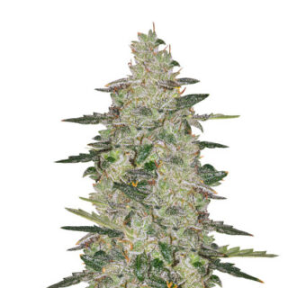 Семена сорта Auto Anesthesia fem (Pyramid Seeds)