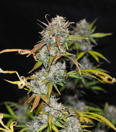 Семена сорта Auto Anubis fem (Pyramid Seeds) Семена сорта Auto Anubis fem (Pyramid Seeds) — изображение 3