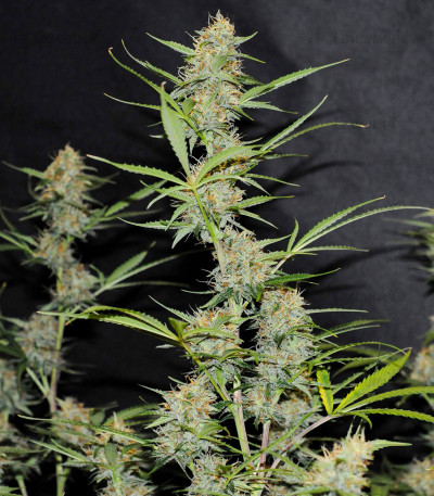 Семена сорта Auto Anubis fem (Pyramid Seeds) Семена сорта Auto Anubis fem (Pyramid Seeds) — изображение 4