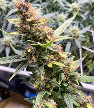 Auto Banana Blaze fem Auto Banana Blaze fem — изображение 2
