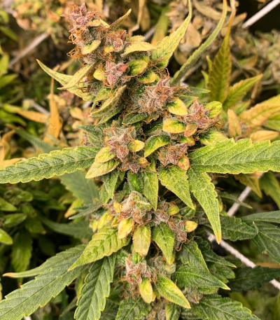 Auto Banana Blaze fem Auto Banana Blaze fem — изображение 3