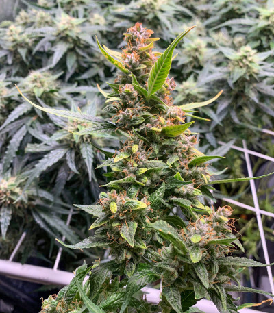 Auto Banana Blaze fem Auto Banana Blaze fem