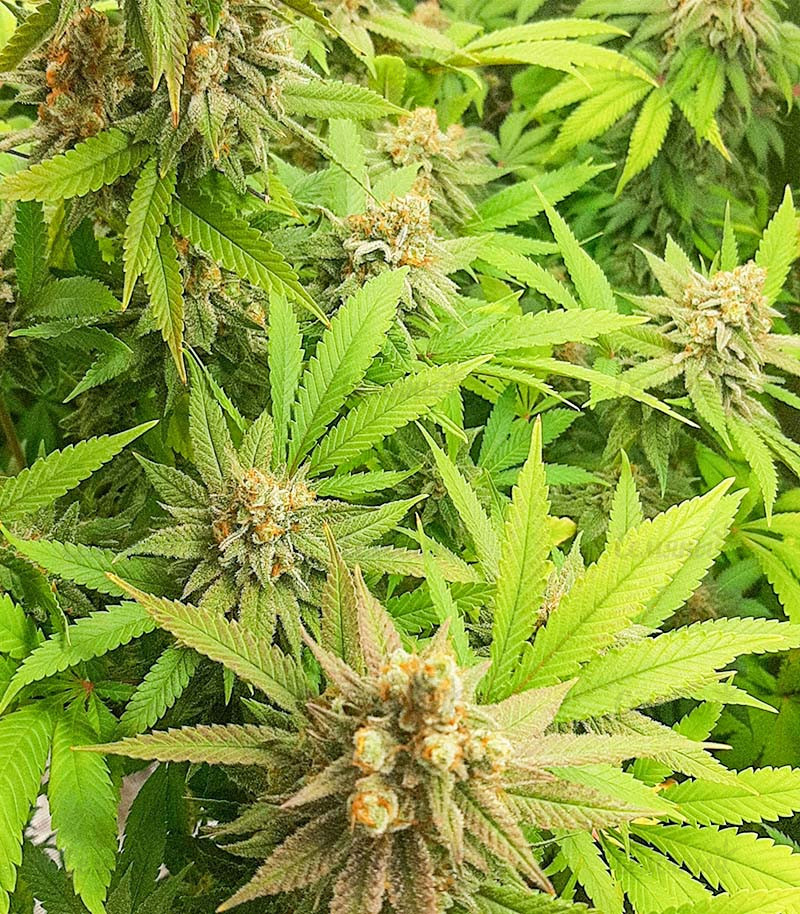 Семена сорта Auto Critical Lemon CBD fem (Advanced Seeds) Семена сорта Auto Critical Lemon CBD fem (Advanced Seeds) — изображение 4