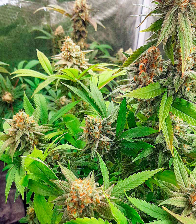 Семена сорта Auto Critical Lemon CBD fem (Advanced Seeds) Семена сорта Auto Critical Lemon CBD fem (Advanced Seeds) — изображение 2