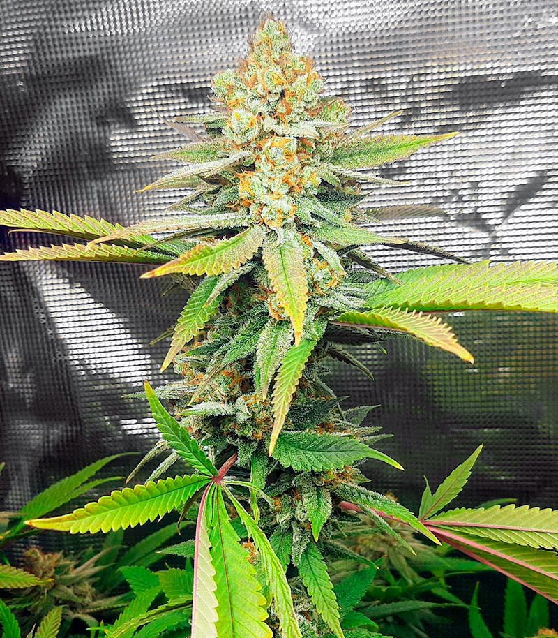Семена сорта Auto Critical Lemon CBD fem (Advanced Seeds) Семена сорта Auto Critical Lemon CBD fem (Advanced Seeds) — изображение 3