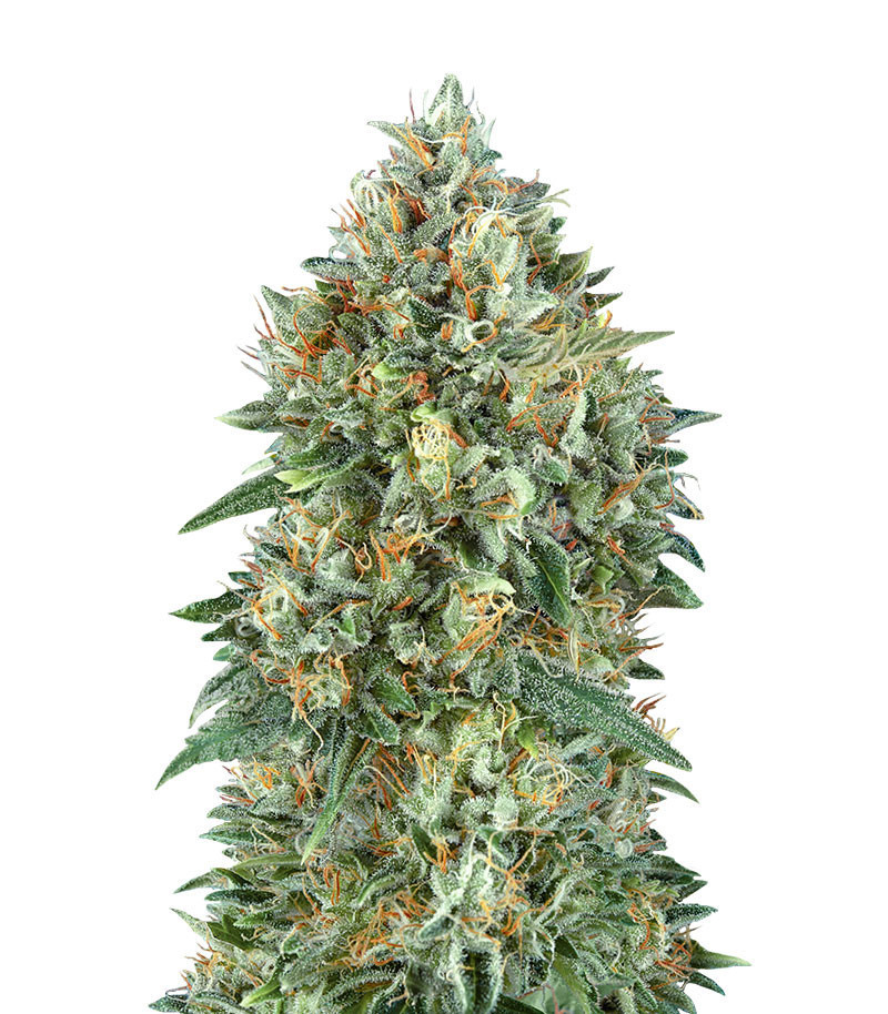 Семена сорта Auto Gelato #33 fem (Advanced Seeds) Семена сорта Auto Gelato #33 fem (Advanced Seeds)
