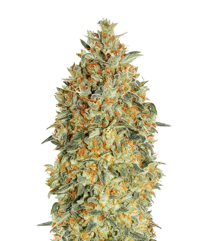 Семена сорта Auto Gorilla Blue fem (Advanced Seeds) Семена сорта Auto Gorilla Blue fem (Advanced Seeds)