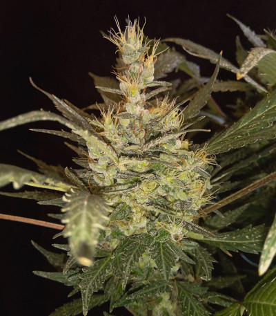 Auto Tutankhamon fem (Pyramid Seeds) Auto Tutankhamon fem (Pyramid Seeds) — изображение 6