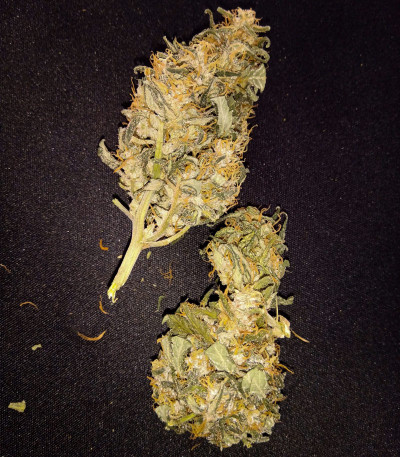 Auto Tutankhamon fem (Pyramid Seeds) Auto Tutankhamon fem (Pyramid Seeds) — изображение 7