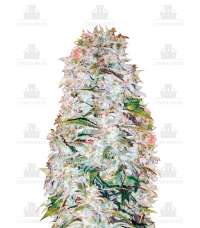 Auto AK-77V fem (Victory Seeds) Auto AK-77V fem (Victory Seeds)