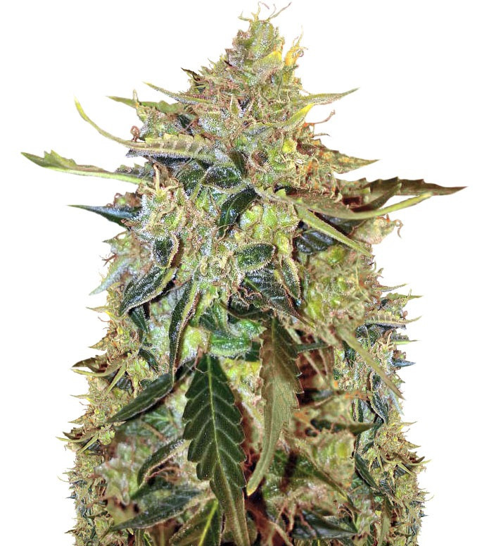Auto American Pie fem (Pyramid Seeds) Auto American Pie fem (Pyramid Seeds)