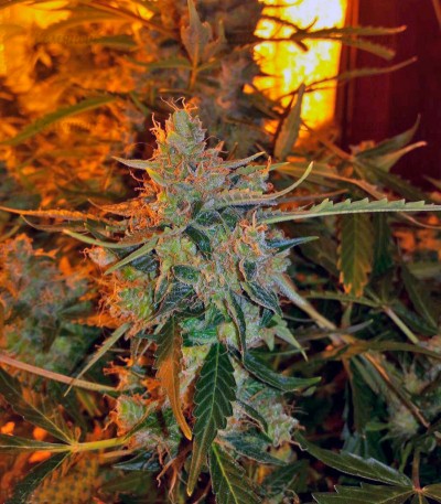 Auto American Pie fem (Pyramid Seeds) Auto American Pie fem (Pyramid Seeds) — изображение 3