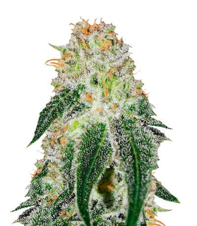 Семена сорта Black Russian (Delicious Seeds) Семена сорта Black Russian (Delicious Seeds)