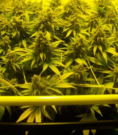 Семена сорта Black Russian (Delicious Seeds) Семена сорта Black Russian (Delicious Seeds) — изображение 3