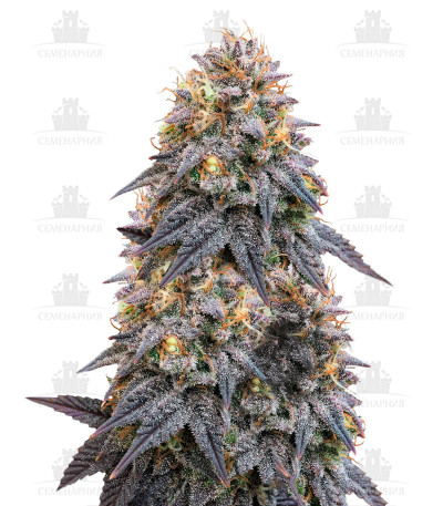 Biscotti Mintz fem (Barney's Farm) Biscotti Mintz fem (Barney's Farm)