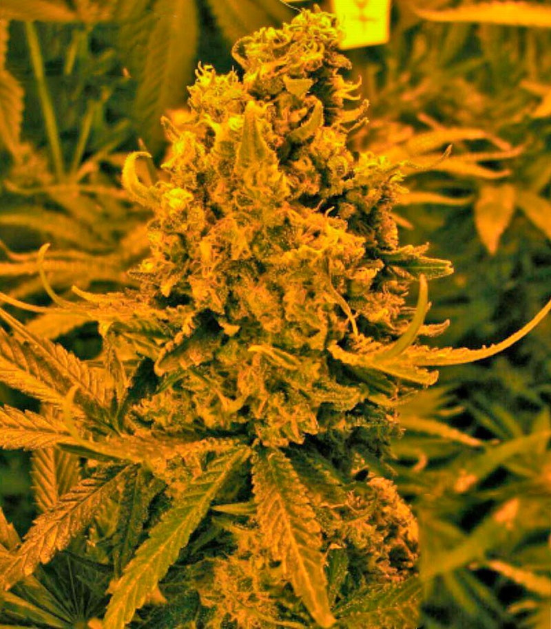 Семена сорта Blueberry Kush Automatic fem (Nirvana Seeds) Семена сорта Blueberry Kush Automatic fem (Nirvana Seeds) — изображение 2