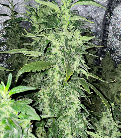 Bruce Banner #3 fem (Herbies Seeds) Bruce Banner #3 fem (Herbies Seeds) — изображение 3
