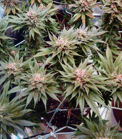 Bruce Banner #3 fem (Original Sensible Seeds) Bruce Banner #3 fem (Original Sensible Seeds) — изображение 3