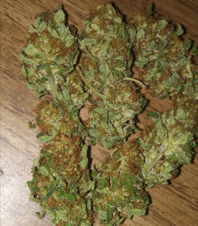 Семена сорта Bruce Banner #3 Fast fem (Original Sensible Seeds) Семена сорта Bruce Banner #3 Fast fem (Original Sensible Seeds) — изображение 4