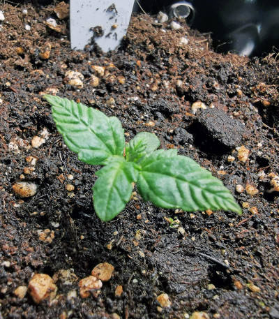Семена сорта Bruce Banner #3 Fast fem (Original Sensible Seeds) Семена сорта Bruce Banner #3 Fast fem (Original Sensible Seeds) — изображение 3
