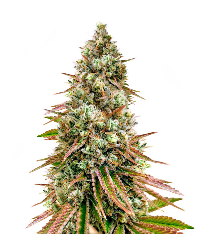 Bruce Banner #3 fem (Herbies Seeds) Bruce Banner #3 fem (Herbies Seeds)