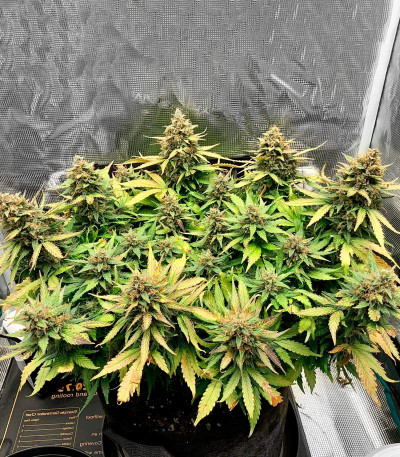 Семена сорта Bruce Banner Auto fem (Monster Genetics) Семена сорта Bruce Banner Auto fem (Monster Genetics) — изображение 4