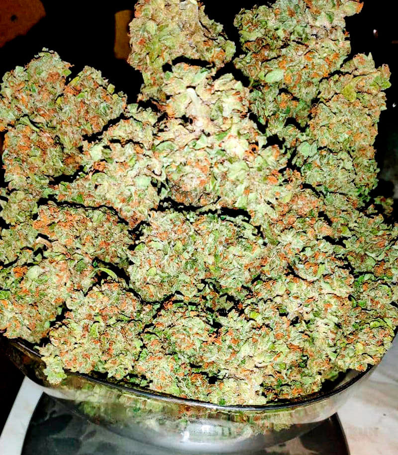 Bruce Banner Auto (Cali Buds Seeds) семена конопли Bruce Banner Auto (Cali Buds Seeds) семена конопли — изображение 4