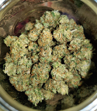 Семена сорта Bruce Banner Auto fem (Monster Genetics) Семена сорта Bruce Banner Auto fem (Monster Genetics) — изображение 5