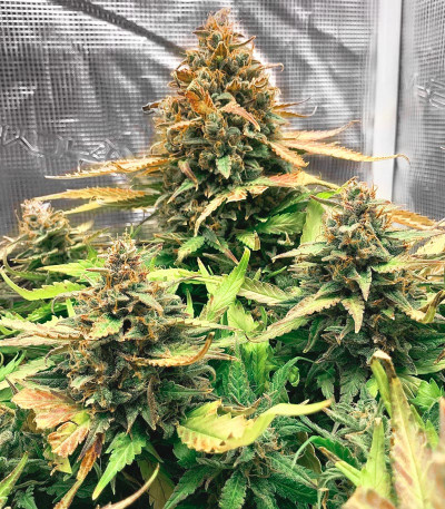 Семена сорта Bruce Banner Auto fem (Monster Genetics) Семена сорта Bruce Banner Auto fem (Monster Genetics) — изображение 6