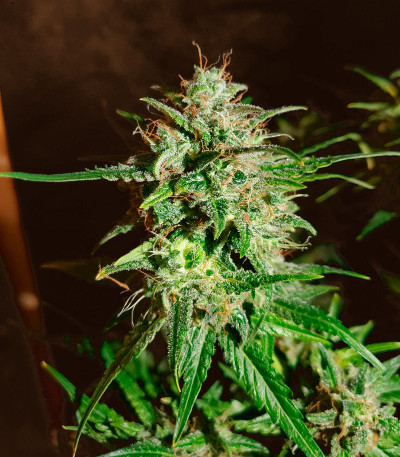 Семена сорта Bruce Banner Auto fem (Monster Genetics) Семена сорта Bruce Banner Auto fem (Monster Genetics) — изображение 7