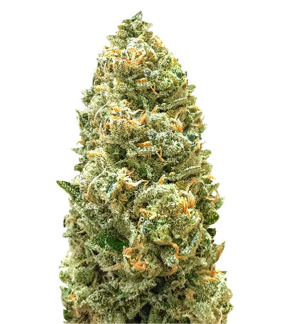 Семена сорта Bruce Banner Auto fem (Monster Genetics) Семена сорта Bruce Banner Auto fem (Monster Genetics)