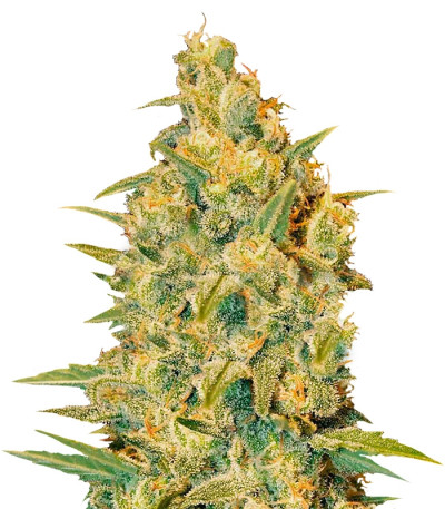 Семена сорта Critical Sensi Star fem (Delicious Seeds) Семена сорта Critical Sensi Star fem (Delicious Seeds)
