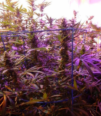 Семена сорта Critical Sensi Star fem (Delicious Seeds) Семена сорта Critical Sensi Star fem (Delicious Seeds) — изображение 3