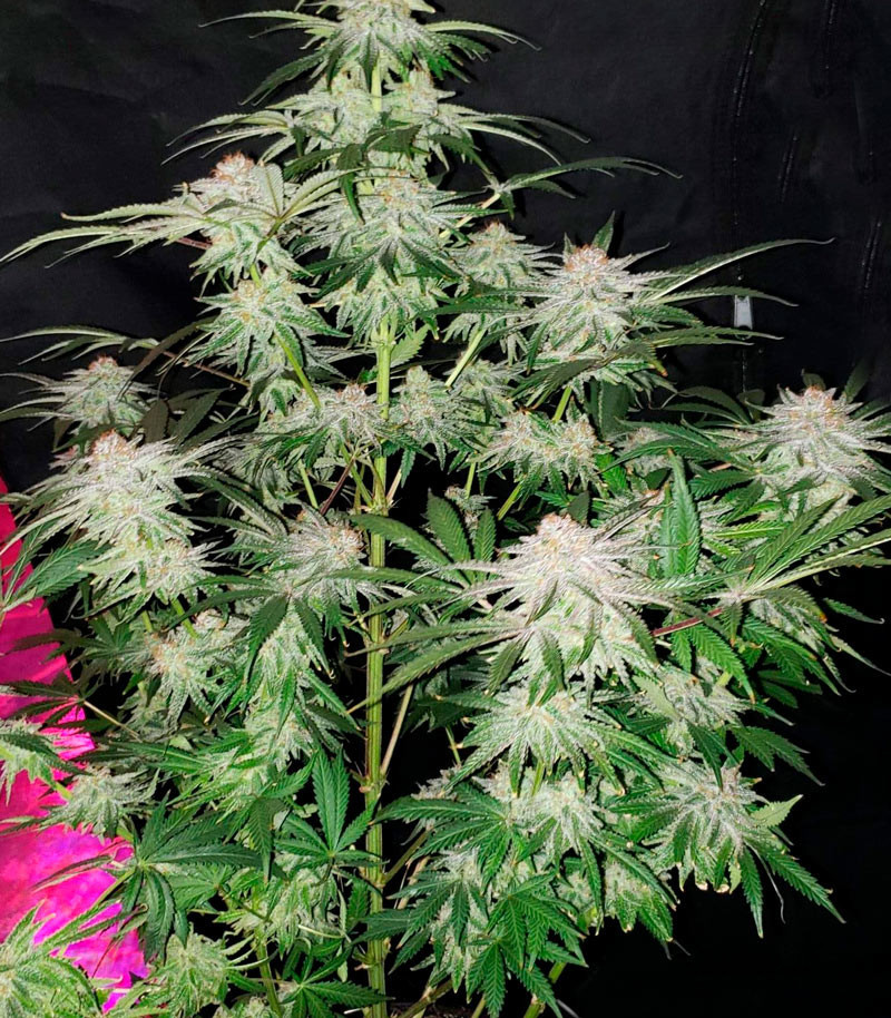Семена сорта Cafe Racer fem (Blimburn Seeds) Семена сорта Cafe Racer fem (Blimburn Seeds) — изображение 3