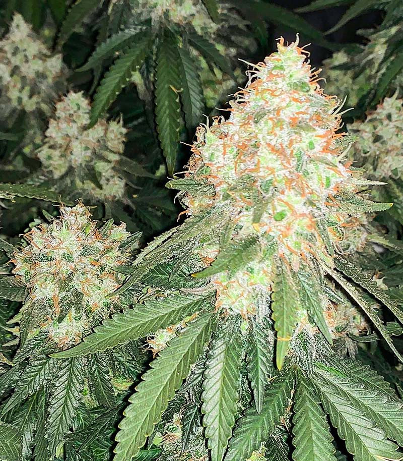 Семена сорта Cherry Pie fem (Advanced Seeds) Семена сорта Cherry Pie fem (Advanced Seeds) — изображение 3