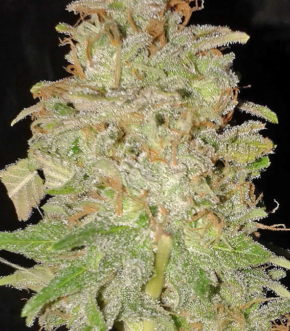 Семена сорта Chocolate Orange Auto fem (Dr. Krippling Seeds) Семена сорта Chocolate Orange Auto fem (Dr. Krippling Seeds) — изображение 3