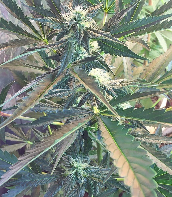 Семена сорта Chocolate Orange Auto fem (Dr. Krippling Seeds) Семена сорта Chocolate Orange Auto fem (Dr. Krippling Seeds) — изображение 2