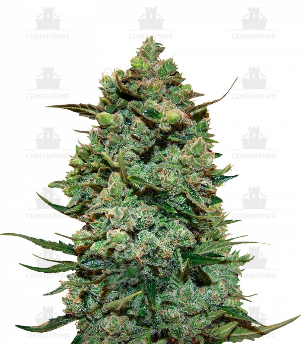 Сорт Cookies Kush fem (Barney's Farm) Сорт Cookies Kush fem (Barney's Farm)